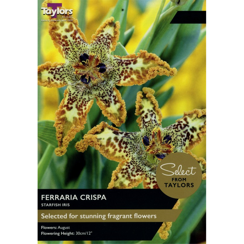 Select Range Ferraria Crispa Waterperry Gardens Oxfordshire Garden